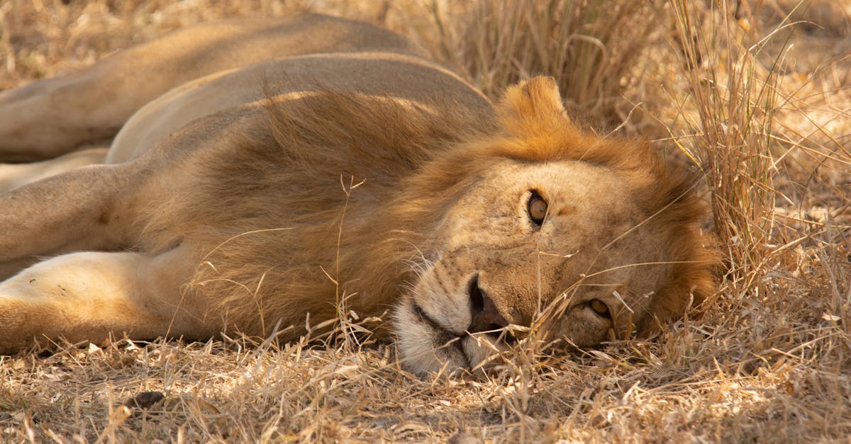 découvrez les terrains de chasse fascinants, où l'aventure vous attend au cœur de la nature. explorez des paysages variés, perfectionnez vos compétences en tir et vivez des moments inoubliables en harmonie avec la faune. rejoignez-nous pour une expérience de chasse inégalée !