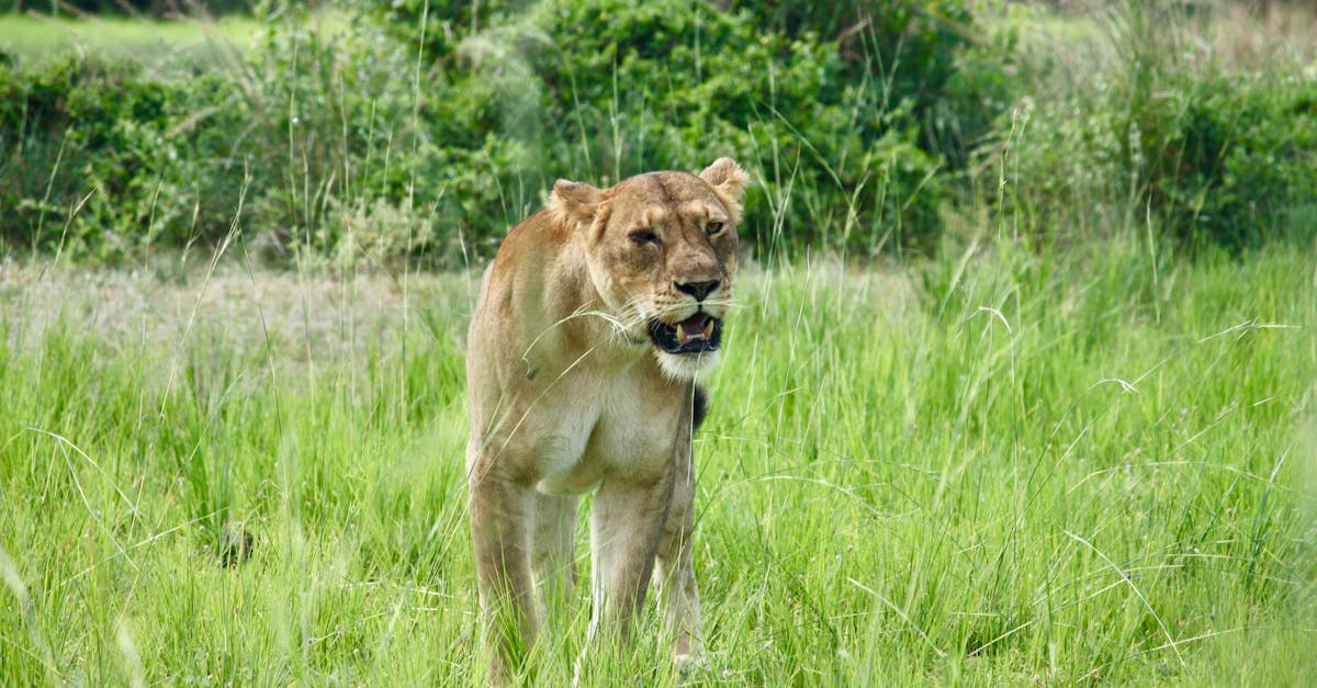 découvrez l'univers fascinant de 'hunting grounds', un jeu immersif où les chasseurs et les proies s'affrontent dans des paysages variés. explorez des territoires riches en défis, améliorez vos compétences et déployez des stratégies pour devenir le meilleur dans cet environnement sauvage. préparez-vous à vivre des aventures palpitantes et à expérimenter la tension de la traque!