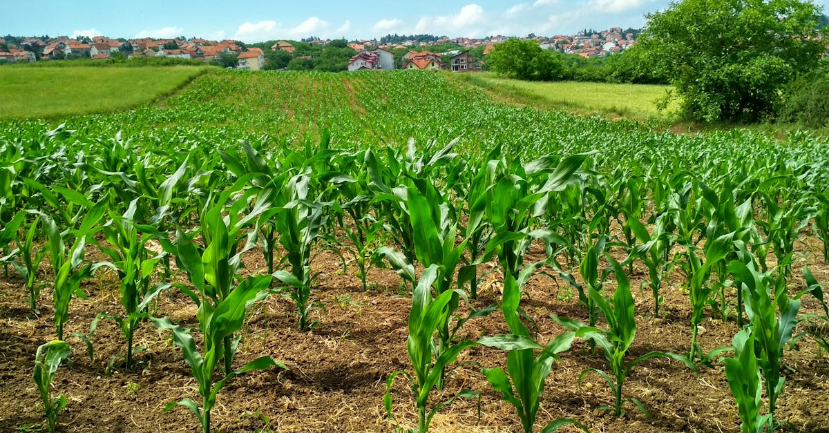 découvrez le monde fascinant des fermes, un lieu où la nature s'épanouit et où les traditions agricoles sont préservées. explorez des techniques de culture durables, apprenez sur l'élevage et savourez des produits locaux de qualité.
