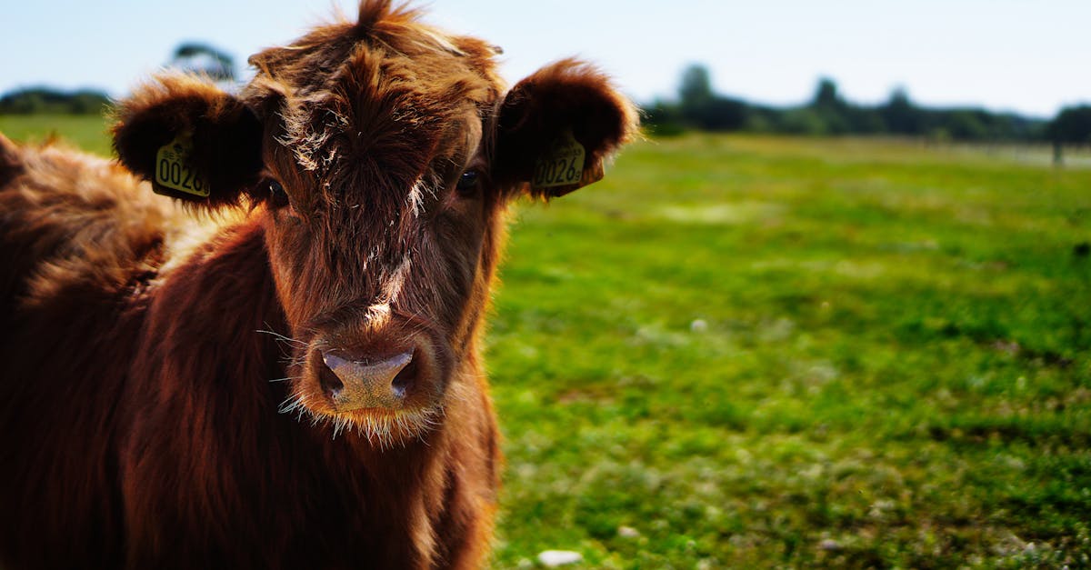 découvrez l'univers fascinant des fermes : des pratiques agricoles durables aux produits locaux, explorez la vie à la ferme et les bienfaits de l'agriculture biologique pour votre santé et l'environnement.