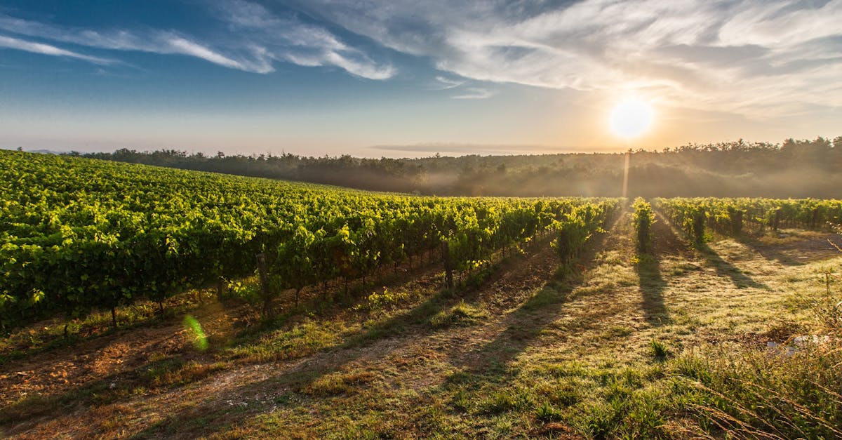 découvrez le monde fascinant des fermes, où nature et agriculture s'harmonisent pour produire des aliments de qualité. explorez les différentes méthodes de culture, les animaux de la ferme et les pratiques durables qui préservent notre environnement tout en soutenant l'économie locale.