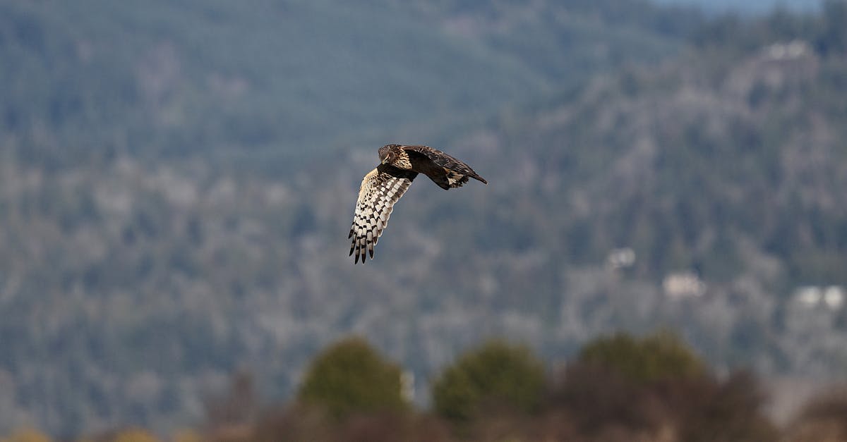 Ensuring a balance between hunting activities and nature preservation requires a rigorous environmental analysis and an appropriate management plan. Alleghany County encourages landowners to integrate a sustainable project that respects the landscapes and species.