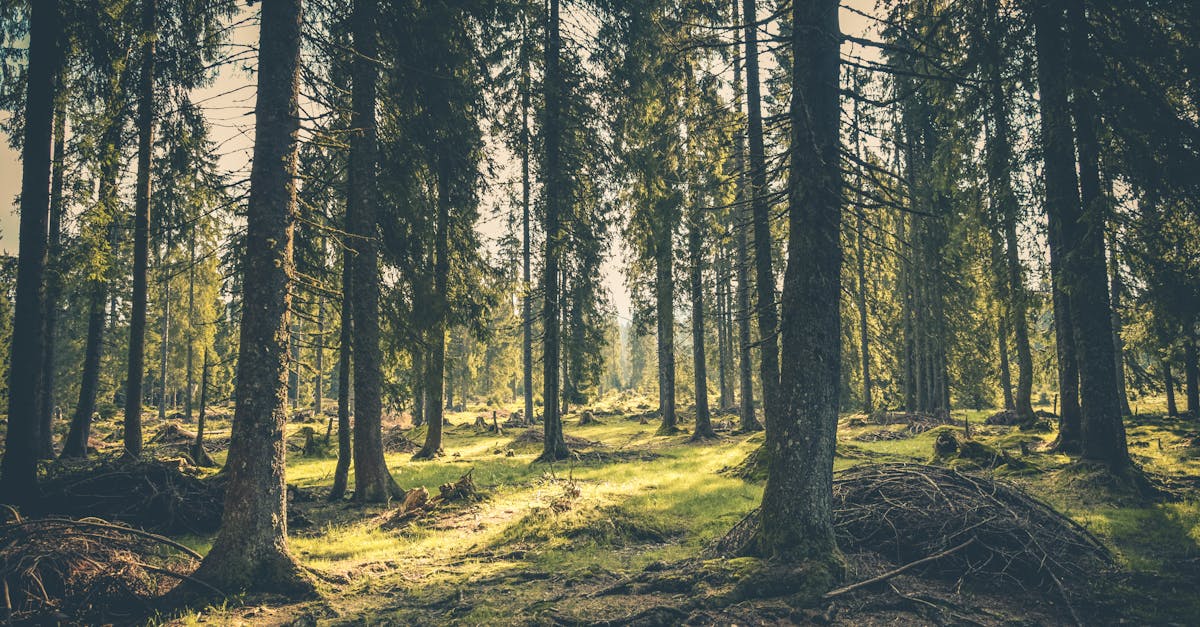 Wir empfehlen, lokale Experten zu konsultieren, beispielsweise Spezialisten für ländliche Immobilien in Rockbridge, um häufige Fehler zu vermeiden und einen erfolgreichen Kauf zu ermöglichen. Für einen umfassenderen Überblick über die Fallstricke beim Immobilienkauf in den USA kann dieser Artikel sehr hilfreich sein.