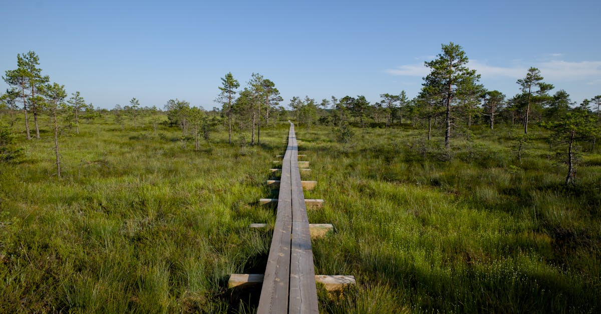 découvrez l'harmonie entre nature et confort avec 'rural habitat', votre guide pour des modes de vie durables et authentiques. explorez des idées inspirantes pour une habitation en milieu rural, alliant esthétique, écologie et bien-être. transformez votre quotidien dans un cadre paisible et revitalisant.