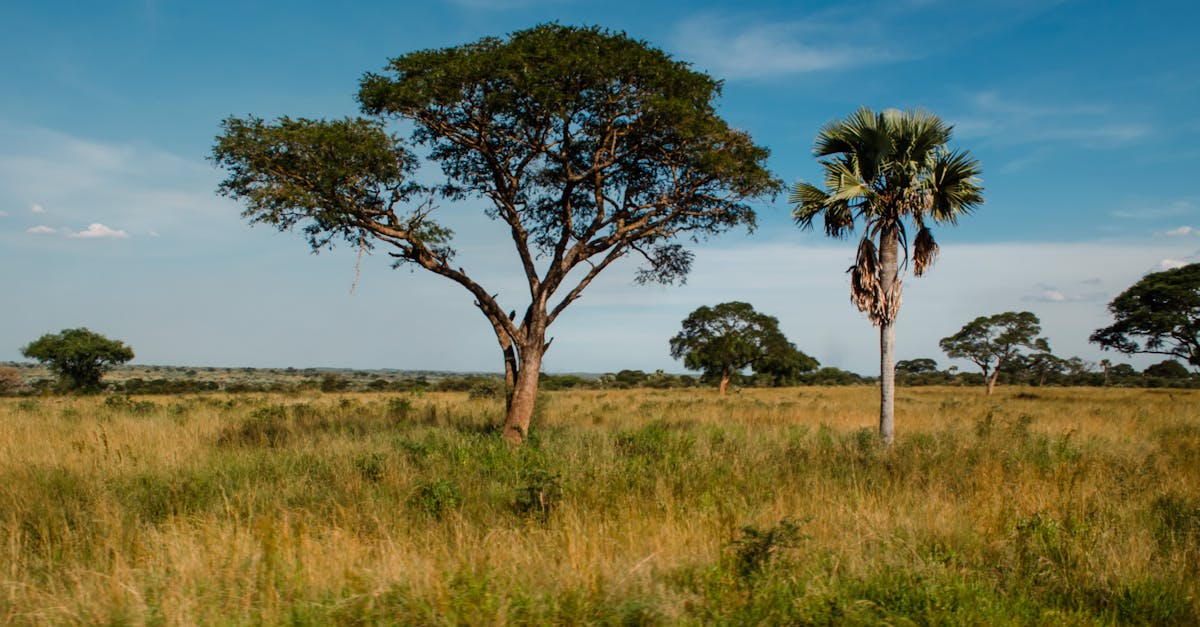 découvrez les richesses et la beauté de l'habitat rural, un mode de vie authentique et en harmonie avec la nature. explorez les bienfaits d'un environnement paisible, loin de l'agitation urbaine, et laissez-vous séduire par la simplicité et la convivialité de la vie à la campagne.
