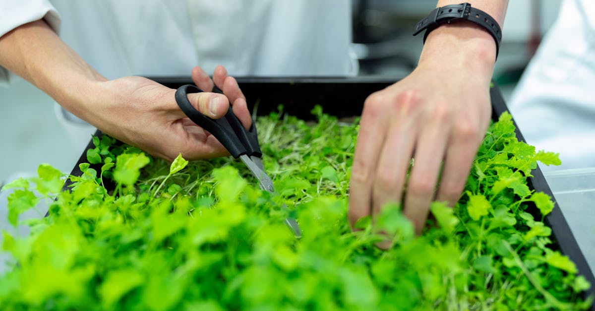 découvrez comment la durabilité transforme notre société en promouvant des pratiques respectueuses de l'environnement, favorisant l'économie circulaire et encourageant un mode de vie éco-responsable pour un avenir meilleur.